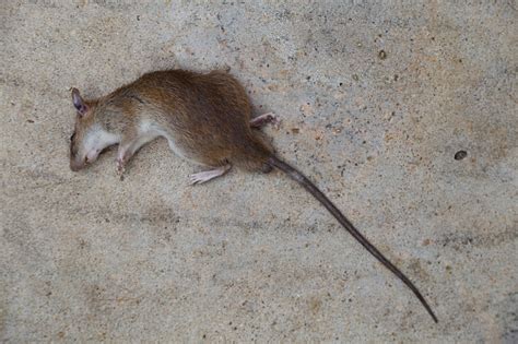 老鼠死在門口